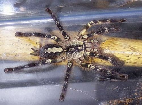 世界十大美丽又最毒蜘蛛一类产自中国 一类最温顺
