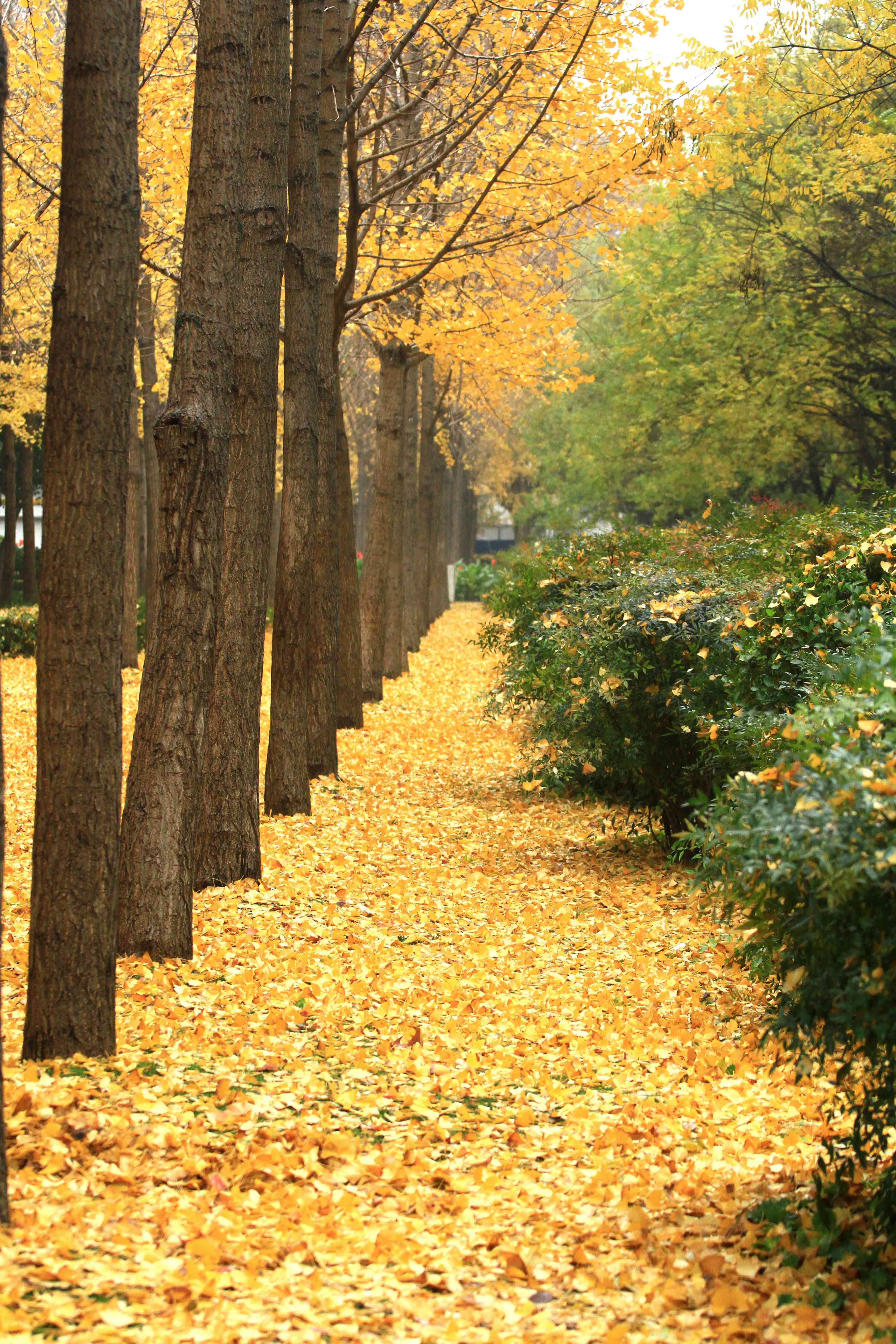 郑州文博广场银杏林内,大风过处黄叶飘零,满地金黄祥和静美,落叶之美
