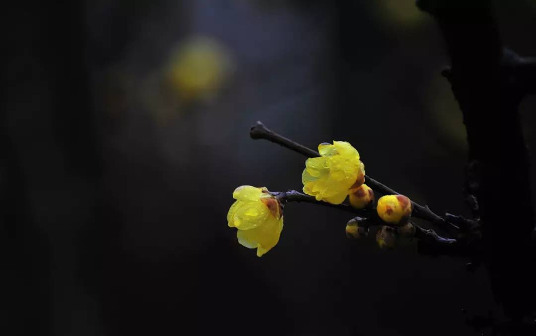 小雪| 花雪随风不厌看,一片飞来一片寒