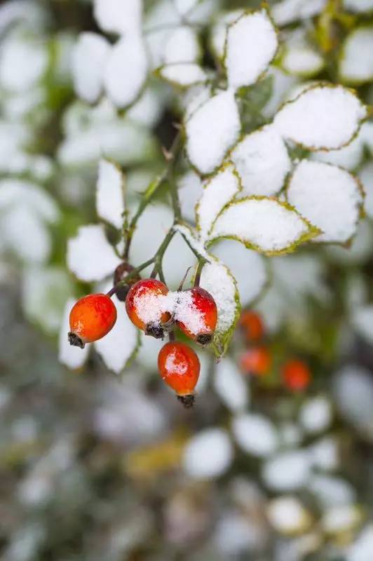 京城初雪,飞白作画美醉校园!20所中小学雪景美图不要错过哟 |热点