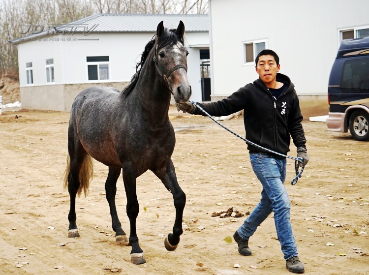 全球马业联盟高峰论坛上的马匹展示