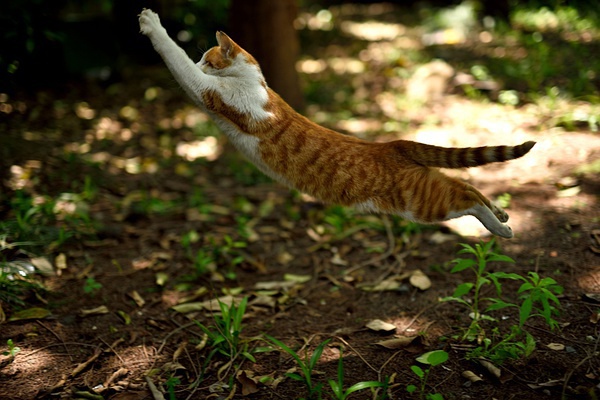 豆瓣日记 飞猫