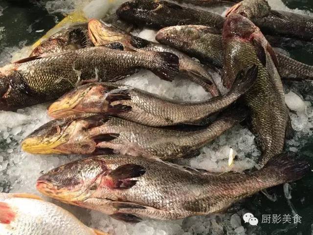 鱼类食材大全