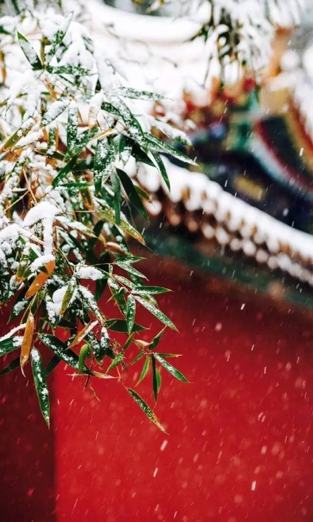 一场雪后的紫禁城美醉了我这个没见过雪的南方