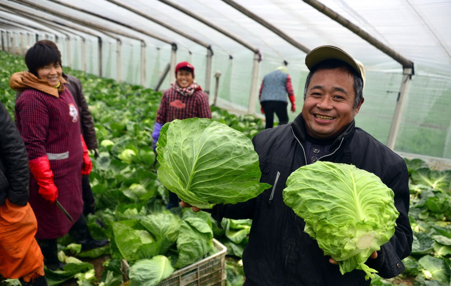 图为菜农在菜棚中.