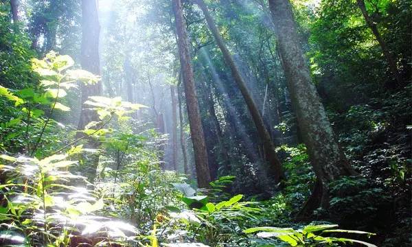 勐远仙境—溶洞探险—雨林千年树王攀爬与树降—入住木质小溪山庄别墅