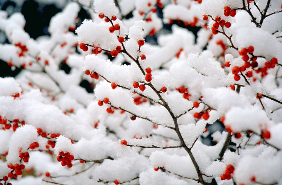 被2016年第一场雪刷屏了,河南最美雪景非他莫属!