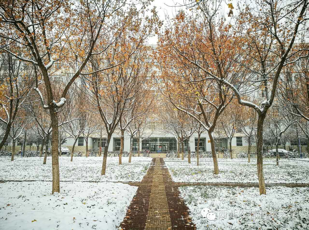 初雪飘落,惊艳了西农