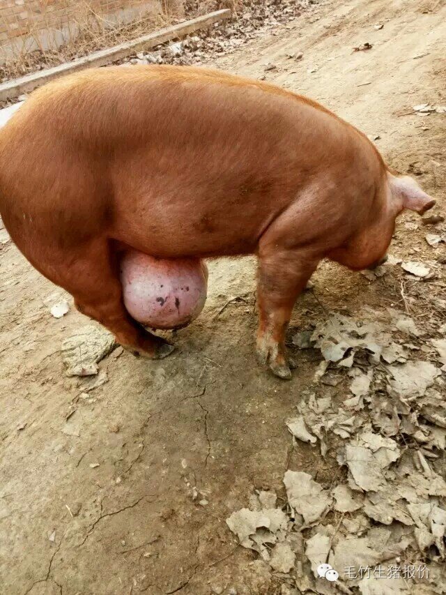 猪脐疝