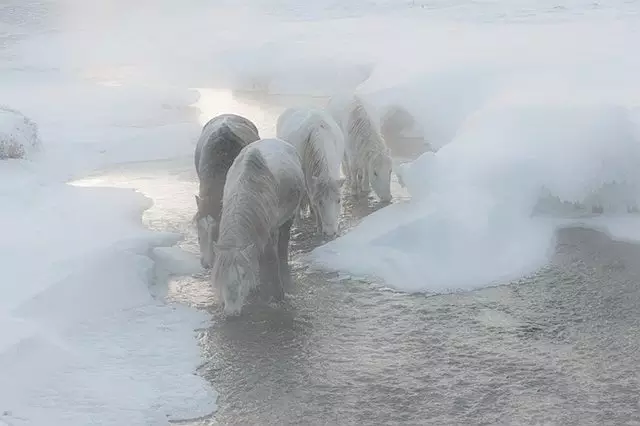 雪中的新疆马，美爆了！