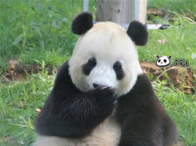 熊猫长太胖是怎样一种体验?