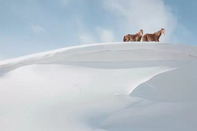 雪中的新疆马，美爆了！