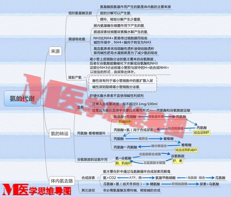 思维导图丨氨的代谢