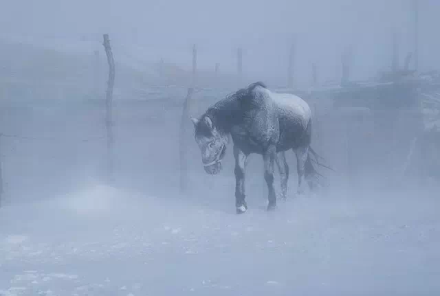 雪中的新疆马，美爆了！