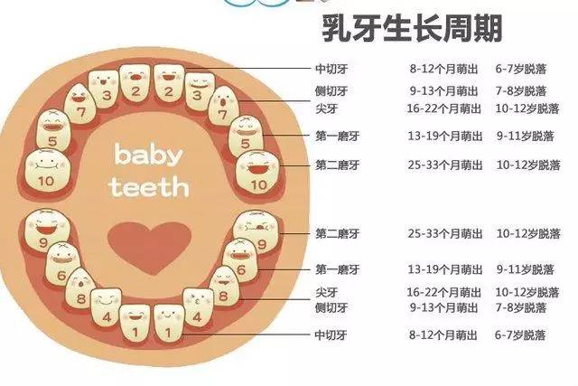 人口中有多少牙齿_外貌年龄计算器 显老OR装嫩一测便知