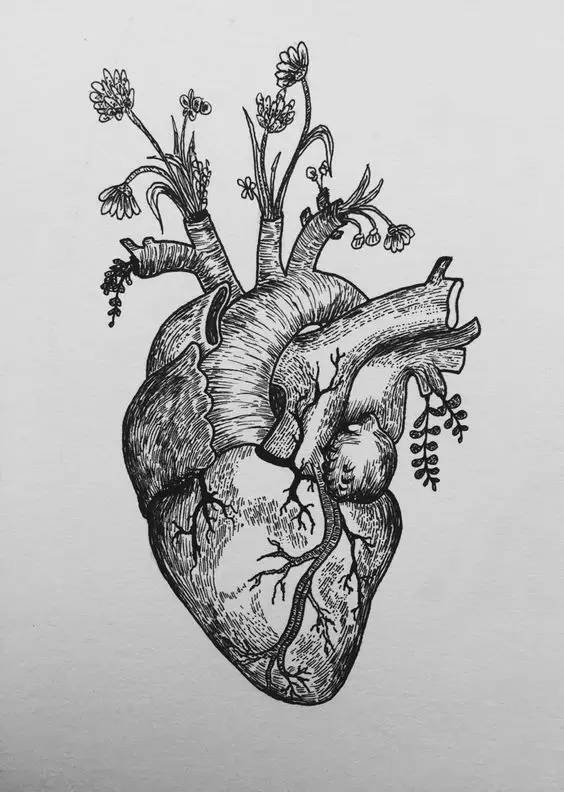 你的心脏是怎样的构造?