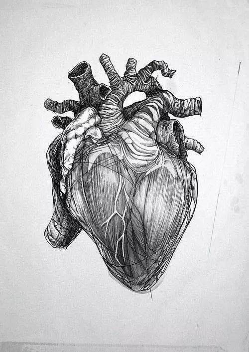 你的心脏是怎样的构造