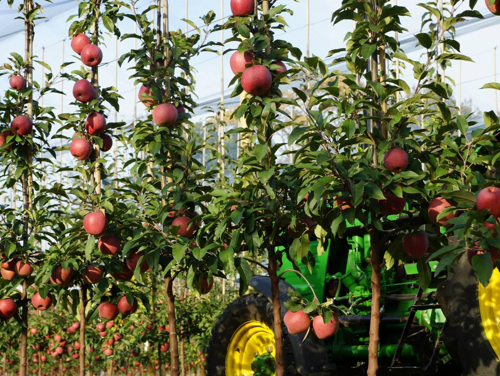 看过上面的视频,有木有被波兰的苹果种植技术惊呆?