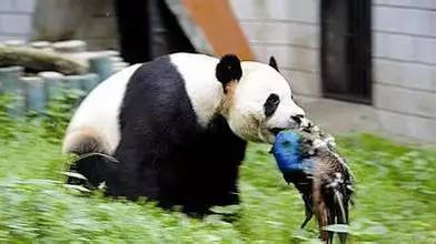 作为生存了至少800万年的物种, 大熊猫一开始其实是吃肉的一把好手.