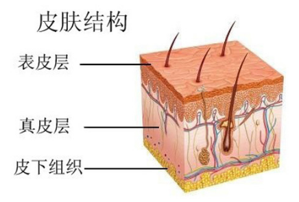 表皮:水分达不到真皮层