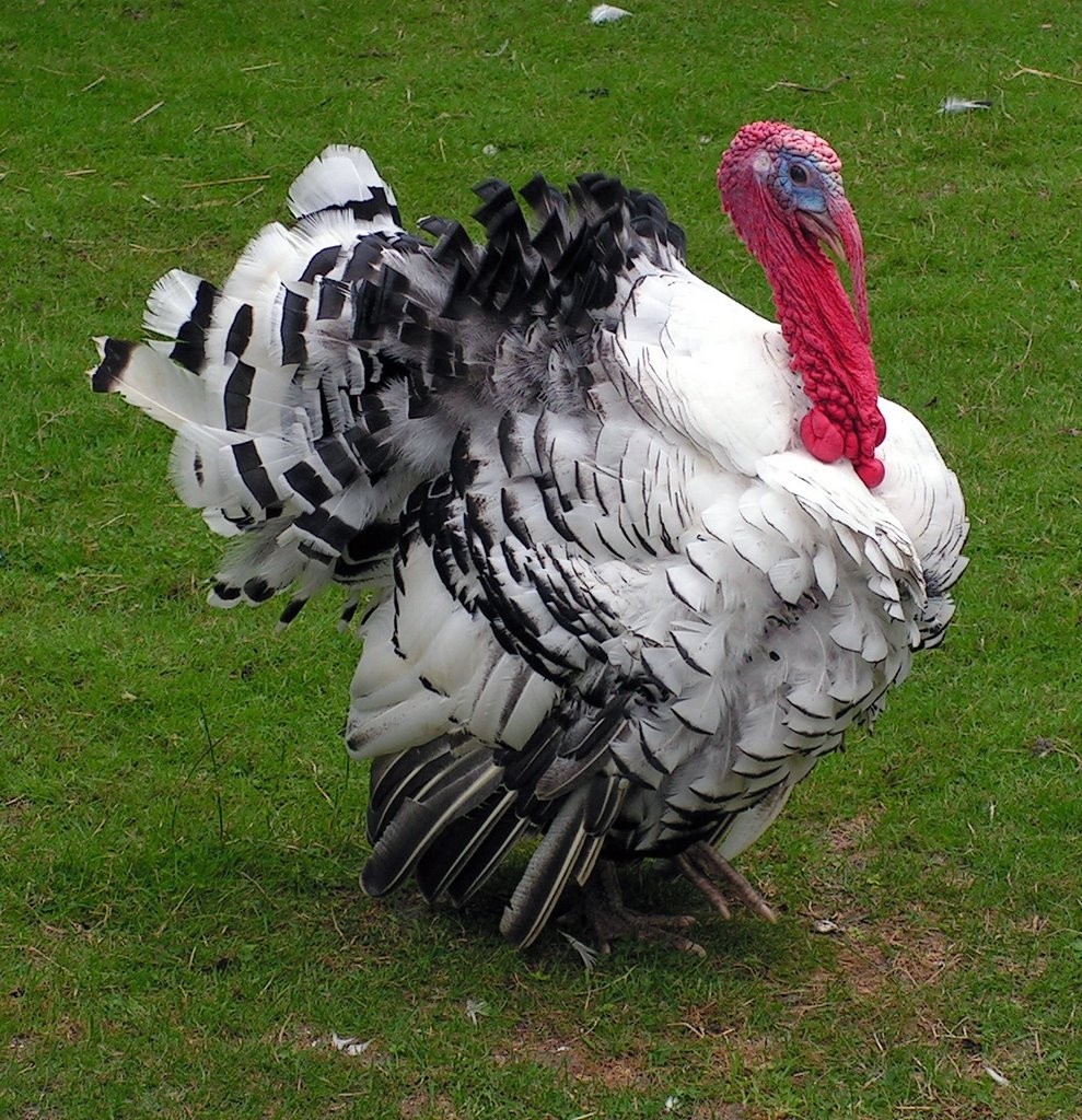 北美的火鸡为什么被叫成"土耳其"?解答你的千古之谜