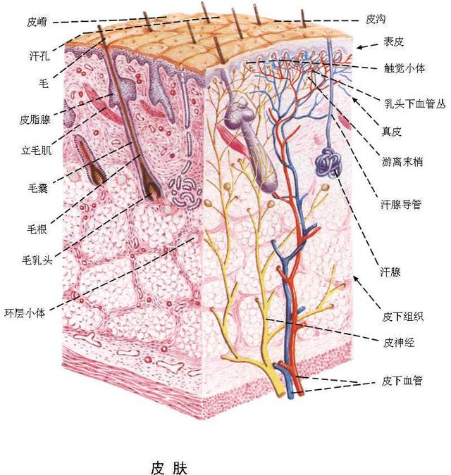 肿瘤由鳞状上皮细胞团块所组成,不规则地向真皮内浸润,棘细胞呈瘤性