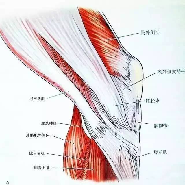 膝关节解剖-膝关节的四面观