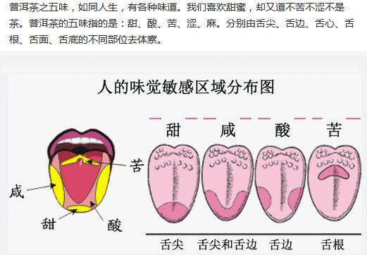 真问真答:舌头真的用不同部位负责不同味觉吗|大象公会