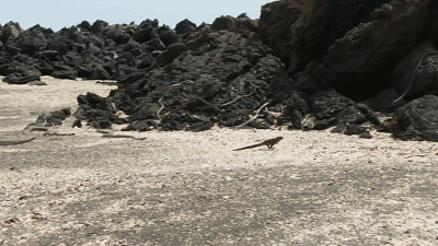 小鬣蜥开始拼命的奔跑,在平地的小鬣蜥,比游蛇跑得快.
