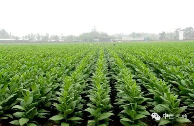 【中国工商商会】雪茄点燃光村白沙塘村致富梦