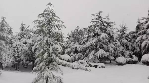 冬天来了,怎么能少了雪松