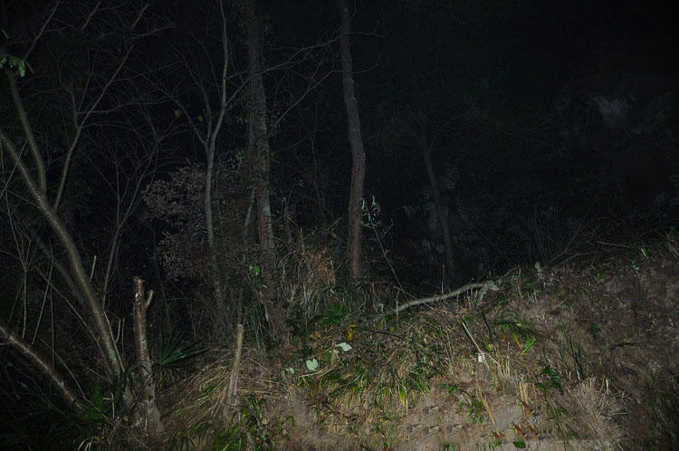 水库夜钓,浮漂跳舞不见鱼,还有野猪来骚扰