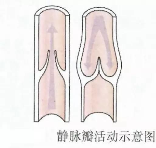 人体其它区域的静脉壁上每隔一段区域就会有由两片瓣膜组成的静脉瓣