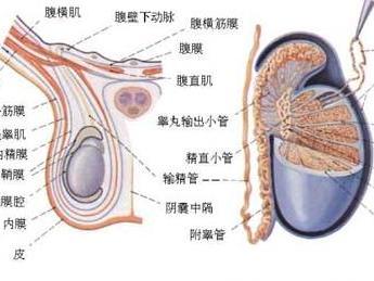 首先这是一个严肃的话题,一些男生从青春期就时刻关注着"蛋蛋"