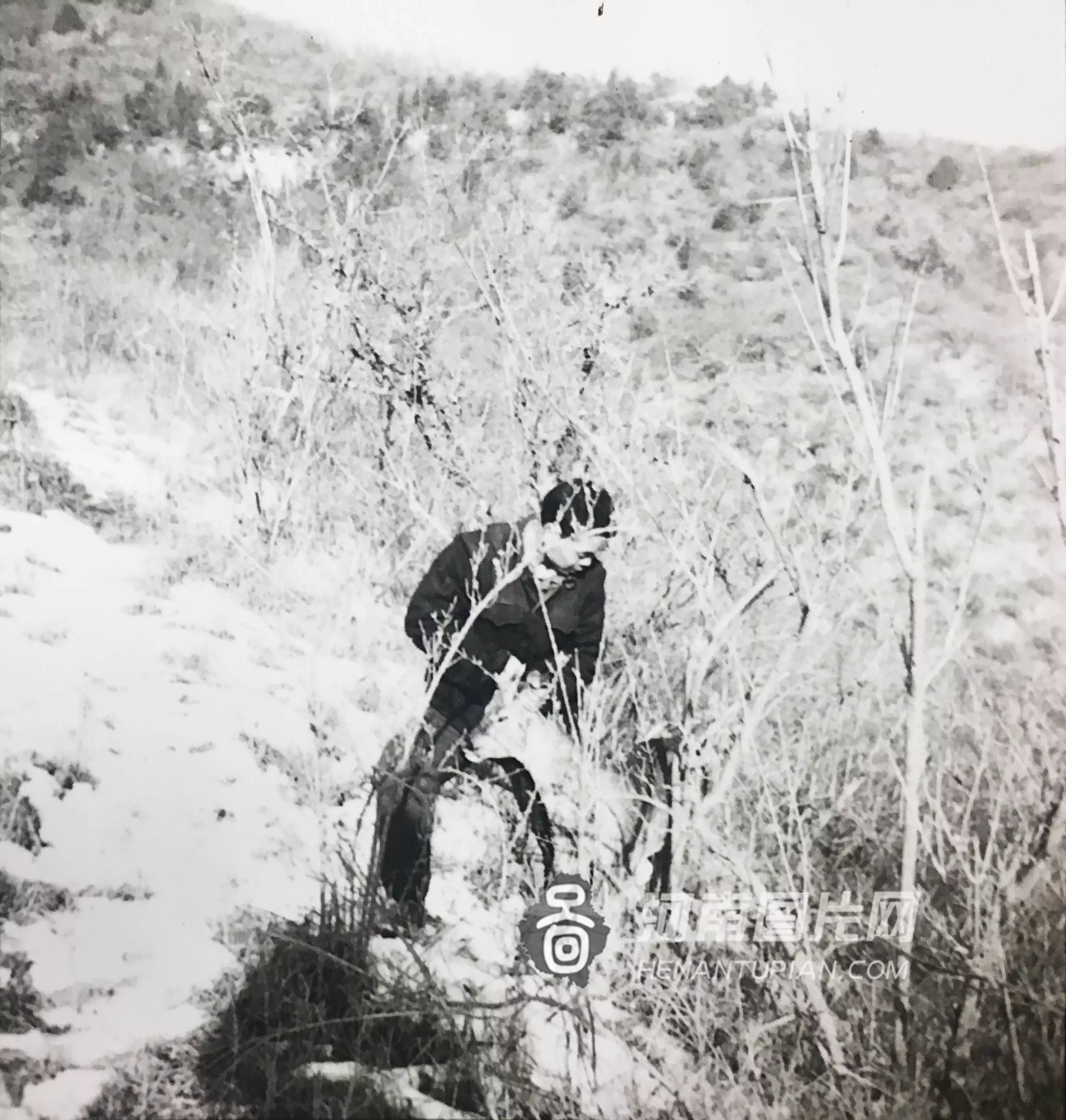 为了引豹子上钩,何广位从山上抓来一只野羊.