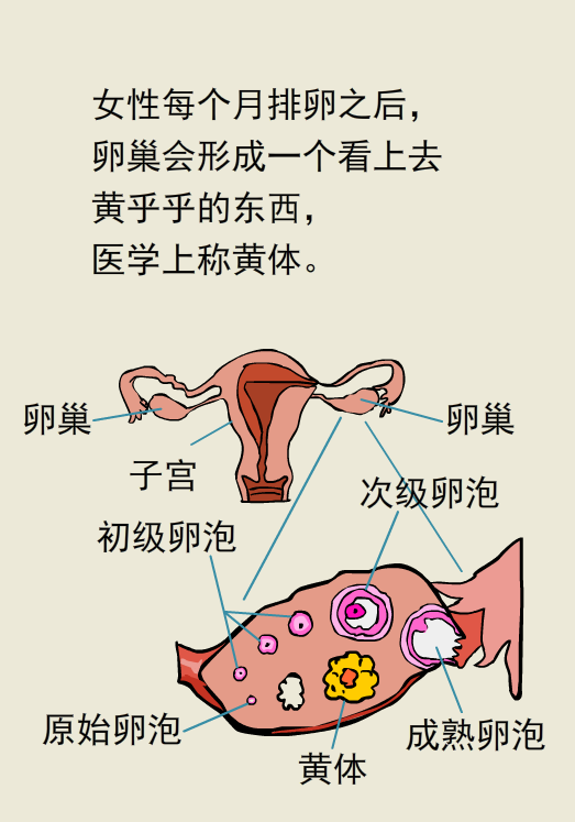 警惕青春杀手黄体破裂