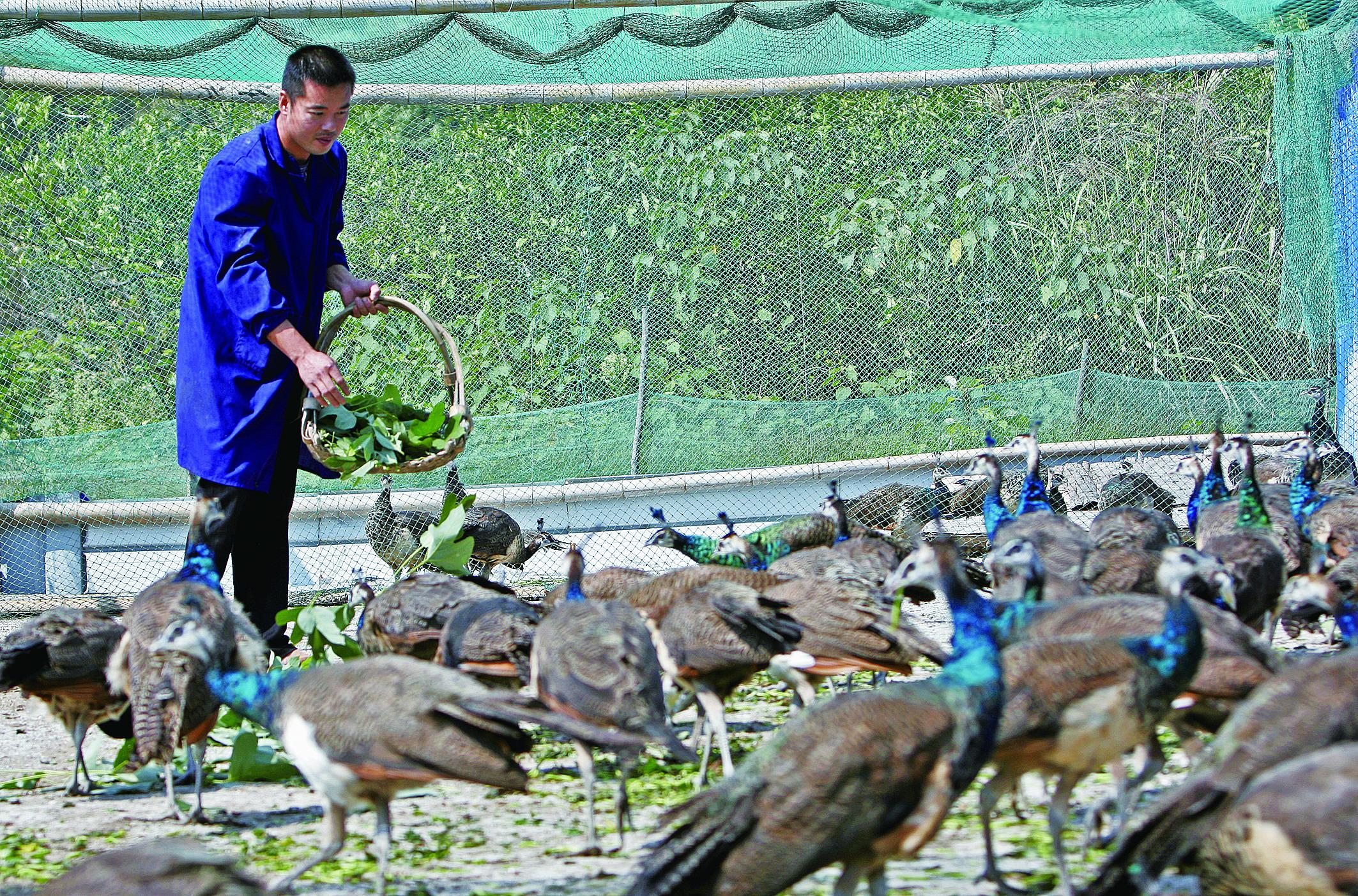 农村创业特种养殖是出路!蓝孔雀养殖的经济价值。