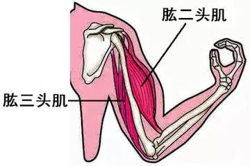 肱三头肌健身图解