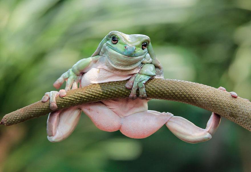 印尼摄影师又来虐待"青蛙"了,你能看出破绽吗?