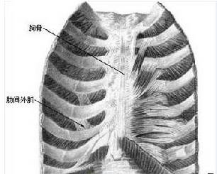 肌肉解剖手册之胸肌