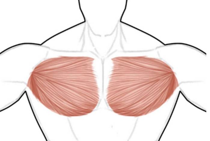 肌肉解剖手册之胸肌