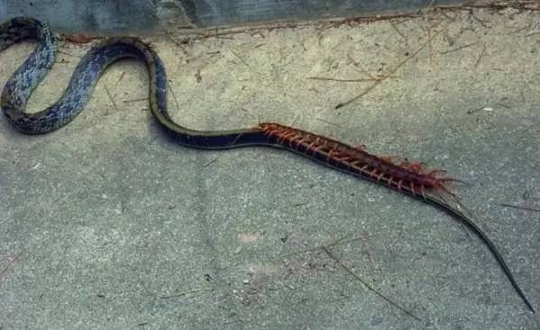 【自然】巨蜈蚣大战毒蛇 你猜谁会赢?