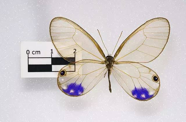 是 cithaerias pireta,国内标本界称为"玫瑰水晶眼蝶",另一种是