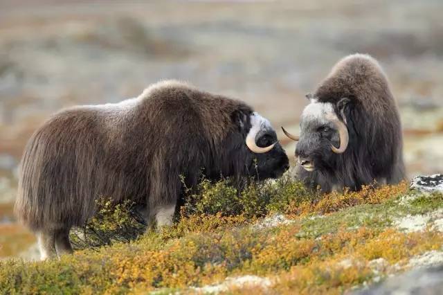 muskoxen