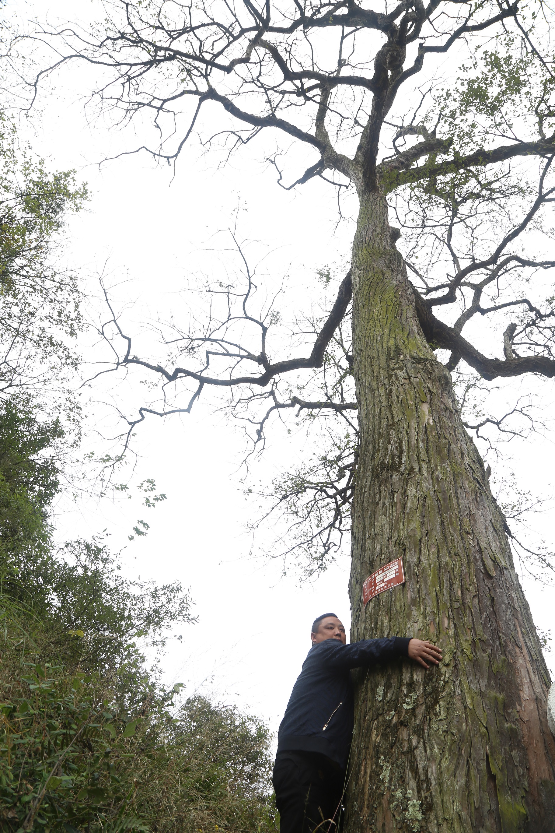 贵州惊现无岁气象树称此千岁树有预测庄稼好坏