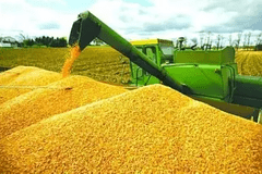小麦走势行情分析