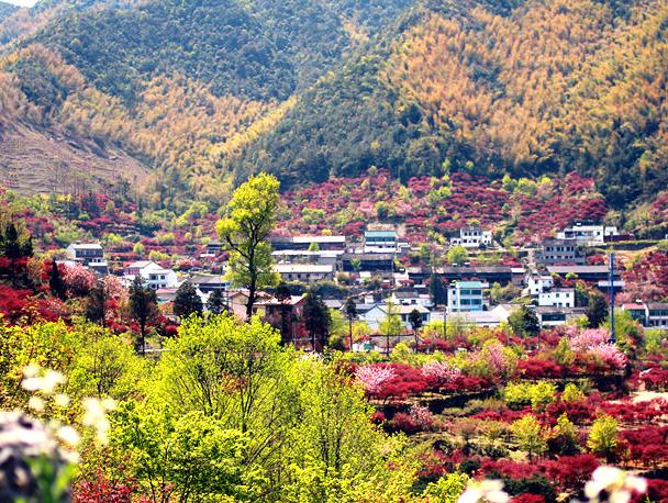 赏千年银杏,茅镬古村—四明山