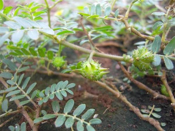 这种农村人都讨厌的野草,居然是清肝明目的良药