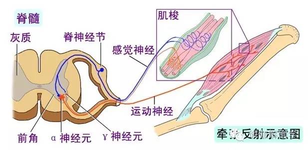 动态拉伸