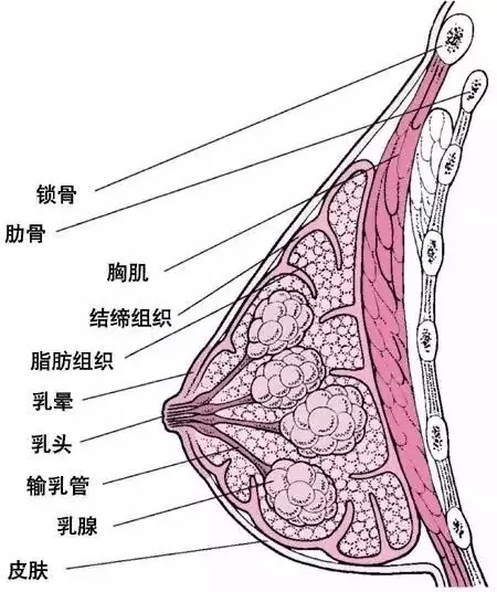 关于乳房缩小,选对手术方法很重要!